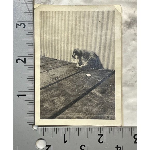 Vintage Raccoon Found Photo B&W Snapshot Chained Up on Leash Sitting on Porch - Picture 3 of 7